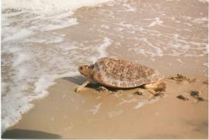 female loggerhead
