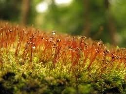 spores2