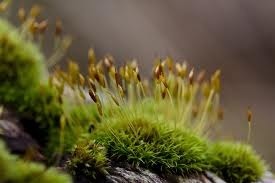 spores