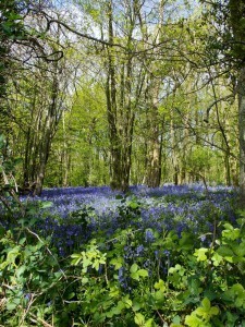 Spring in England