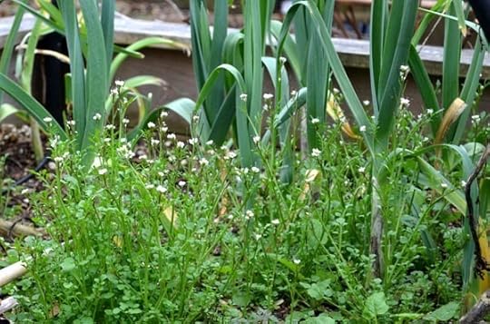 spring-weeds