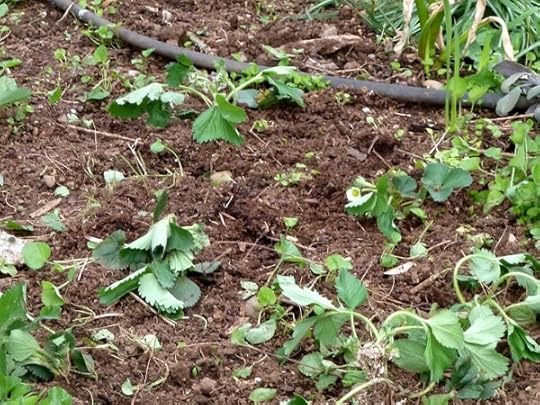 transplanting-strawberries
