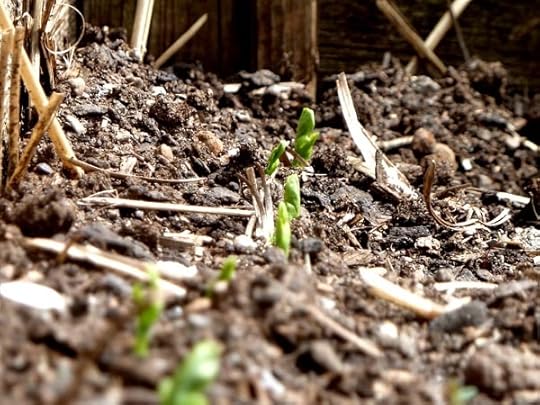 seedlings