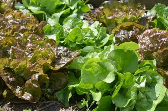 lettuces