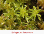 sphagnum