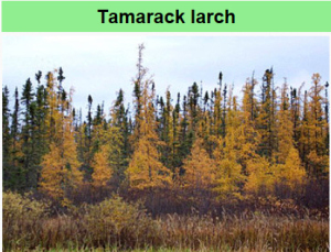 Tamarack in Autumn - Wikipedia photo.