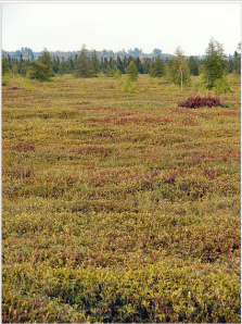 Mer Bleue Bog, a typical peat bog, in Ontario - Wikipedia photo