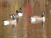 Canada Geese on the Reservoir