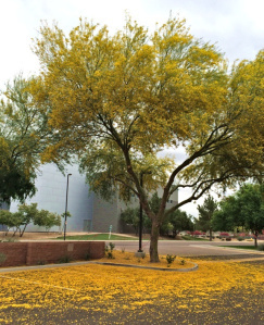A different kind of tree. A Palo Verde whose brilliant yellow blossoms drift into desert snow this time of year.