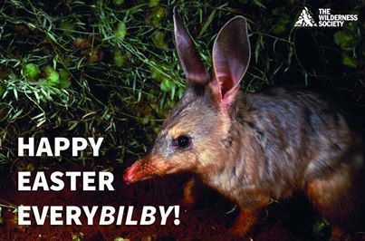 Bilby 1