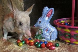 Bilby 2