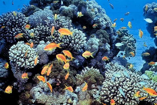 File:Gulf of Eilat (Red Sea) coral reefs.jpg