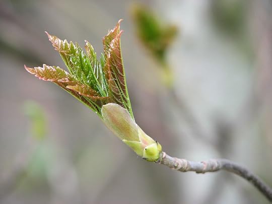 File:Sycamore - Stages of opening leaf buds (1) - geograph.org.uk - 768239.jpg