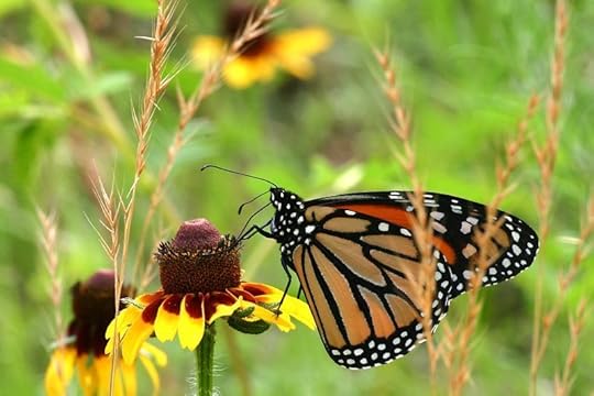 File:Monarch Butterfly.jpg