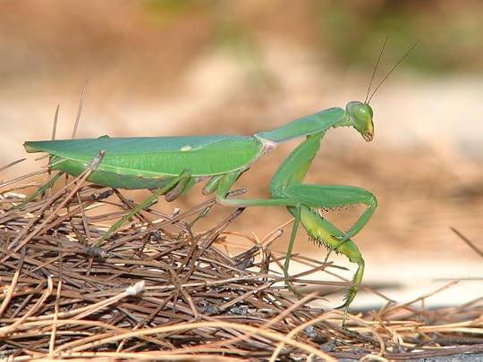 File:Mantis-greece-alonisos-0a.jpg