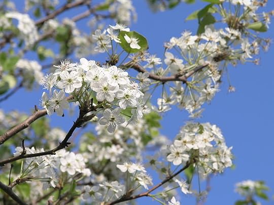 File:Callery pear 2 .jpg
