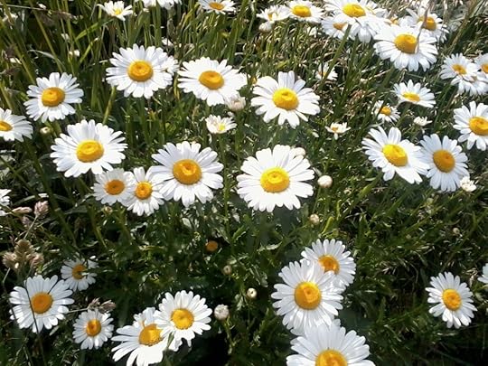Spring daisies