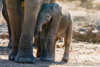 Elephants