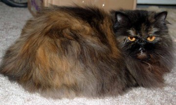 persian_tortoiseshell_cat