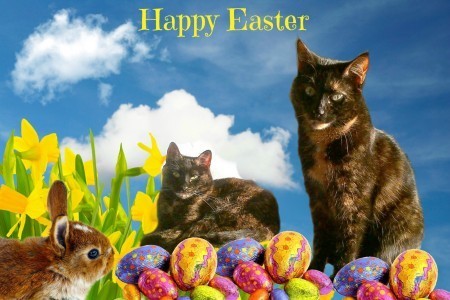 Easter_cats