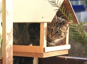 cat_birdfeeder