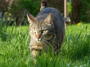 cats_lawn_chemicals