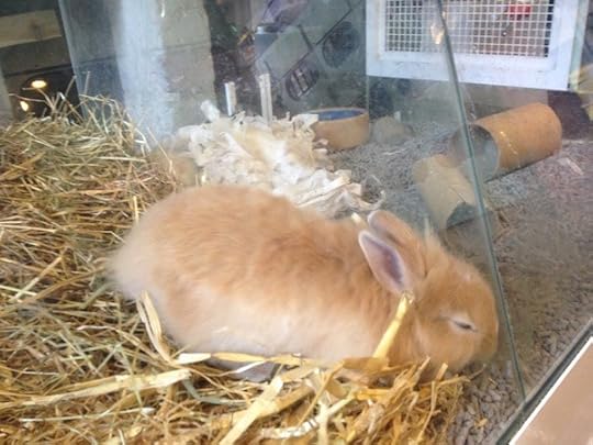 easter bunny rabbit