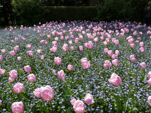 Tulips at Filoli