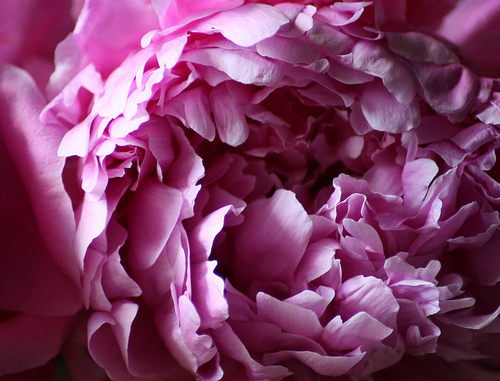 peony