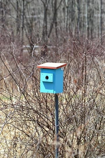 blue bird house