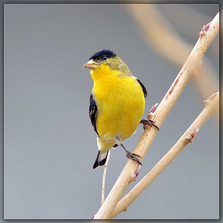 Lesser Goldfinch