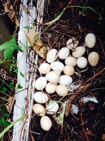 Phyllis's secret nest