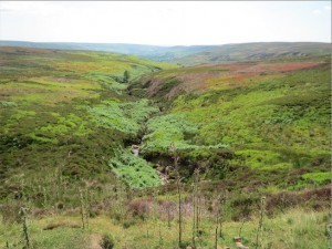 Tweed coloured moors