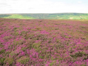 Purple heather