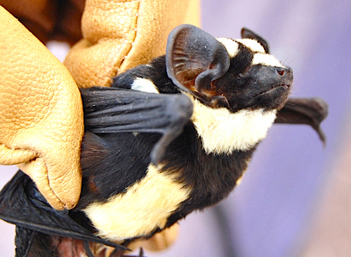 Niumbaha superba (Photo: Bucknell University-DeeAnn Reeder)