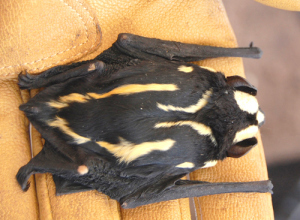 Striped like a badger. (Photo: DeeAnn Reeder/Bucknell University)
