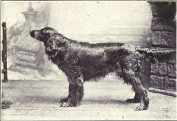 Point of view: Gordon Setter from 1915