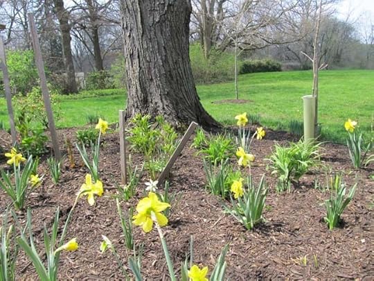 Daffodils, My New BloomsX