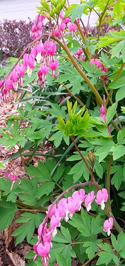 Bleeding Hearts