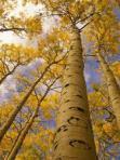images5