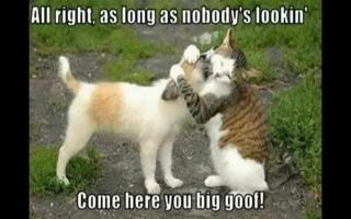 funny photo: Funny NetpImage-1.jpg