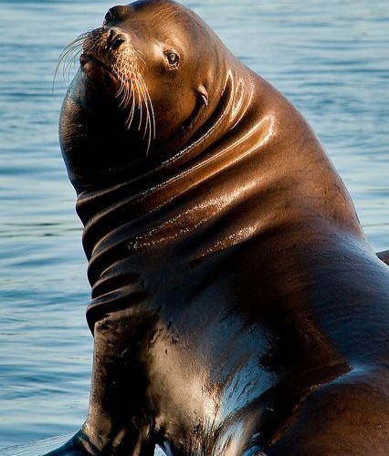Sea Lions
