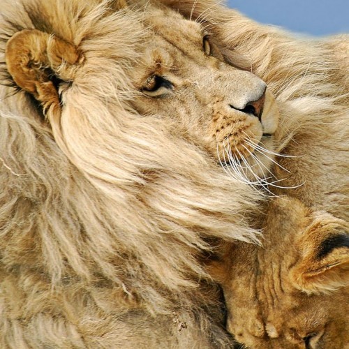 Lions | The Silver Pen