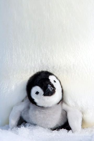 Penguin | The Silver Pen