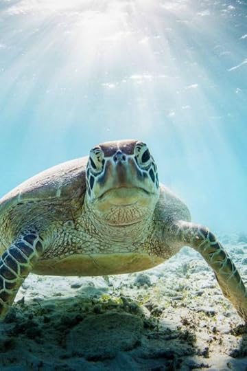 Okinawan Sea Turtle | The Silver Pen