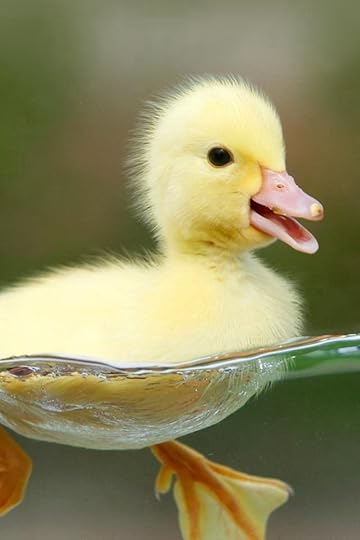 Duckling | The Silver Pen