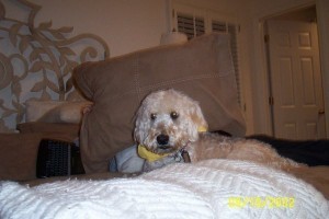 buddy