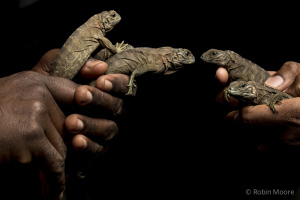 Youngsters from the head start program to rebuild population of Jamaican iguanas (Photo: Robin Moore/Global Species Conservation)