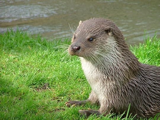 800px-Otter_in_Southwold