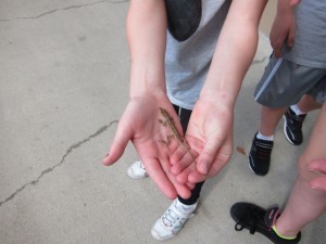 The wildlife in the parks are living things, not themed attractions. Let them be. 